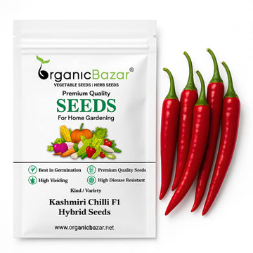 Kashmiri Chilli F1 Hybrid Seeds - (50 Seeds) High Yield | High Germination | Best for Home Gardens (Kashmiri Laal Mirch ke Beej / कश्मीरी मिर्च के बीज)