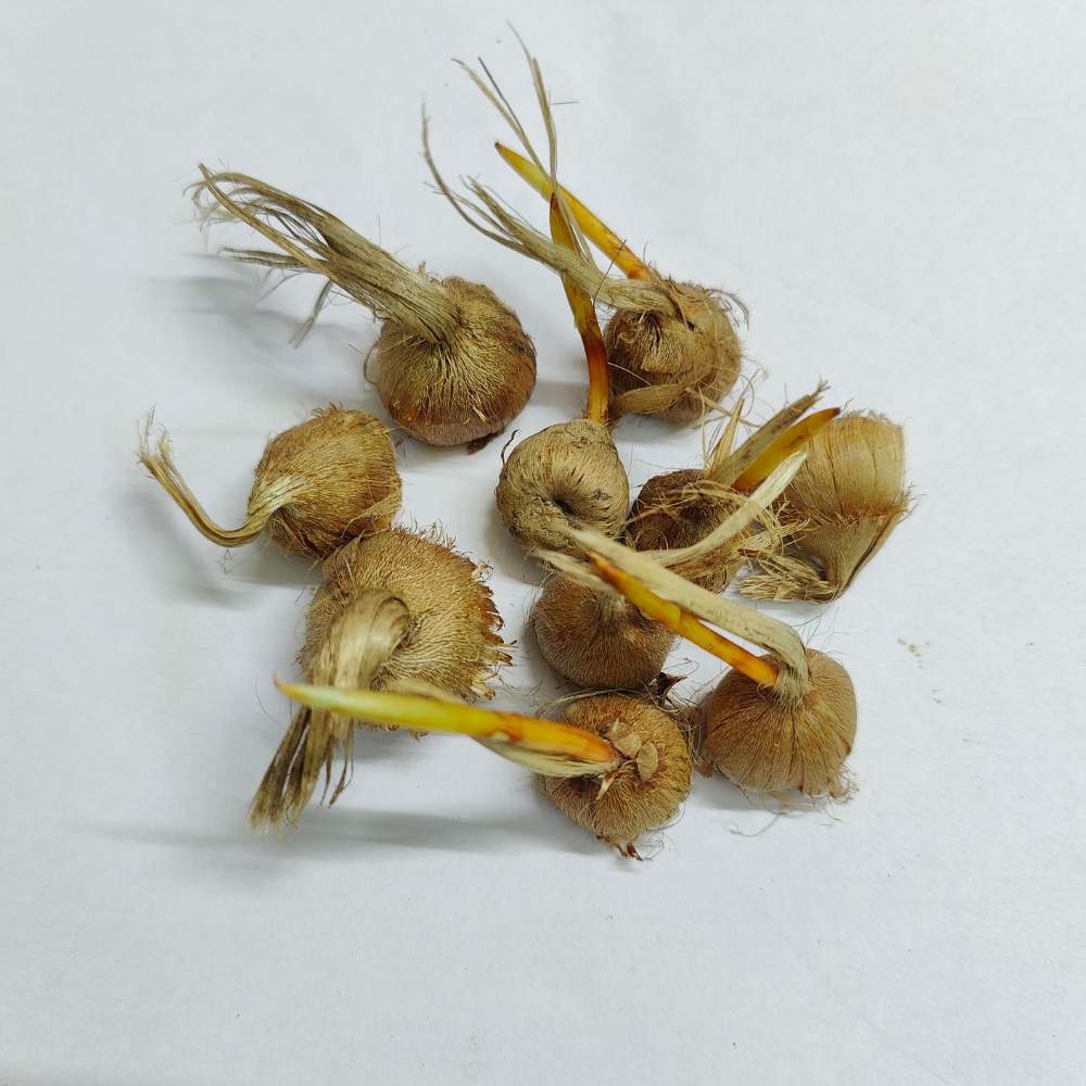 Buy Kashmiri Saffron (Kesar) Bulbs Online - Organicbazar