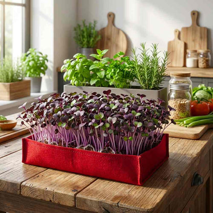Knol Khol Purple Microgreen Seeds (10g)