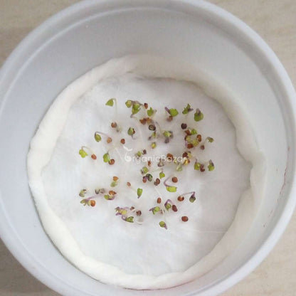 Knol Khol Purple Seeds - 50 Seeds (Ganth Gobhi/गांठ गोभी के बीज)