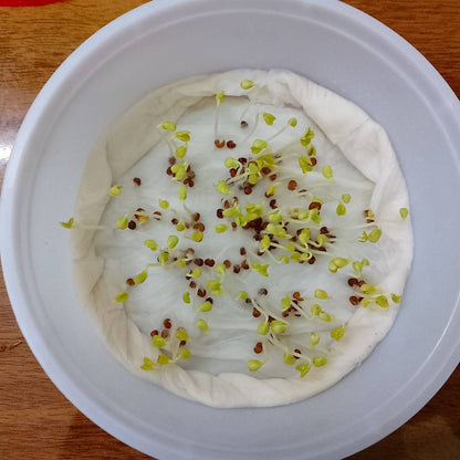 Knol Khol (kohlrabi) Seeds - 150N (Ganth Gobhi/गांठ गोभी के बीज)