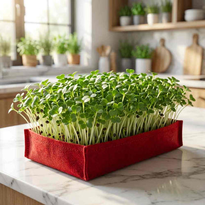 Komatsuna Green Microgreen Seeds (5g Seeds)