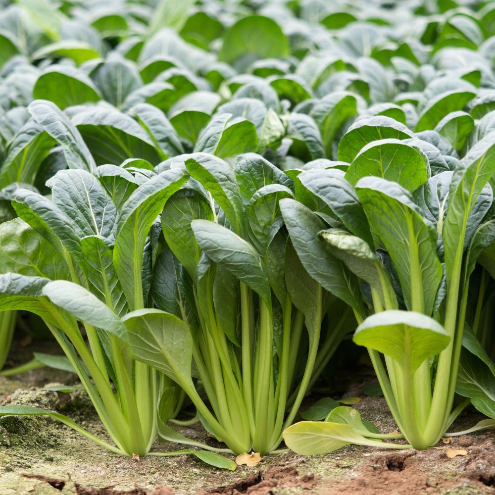 Komatsuna Green (Japanese Mustard) Seeds (250 Seeds) Easy To Grow, Suitable for pots, grow bags, Premium Quality Seeds For Terrace Gardening