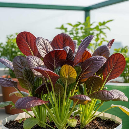 Komatsuna Red (Japanese Mustard) Seeds (250 Seeds) Easy To Grow, Suitable for pots, grow bags, Premium Quality Seeds For Terrace Gardening