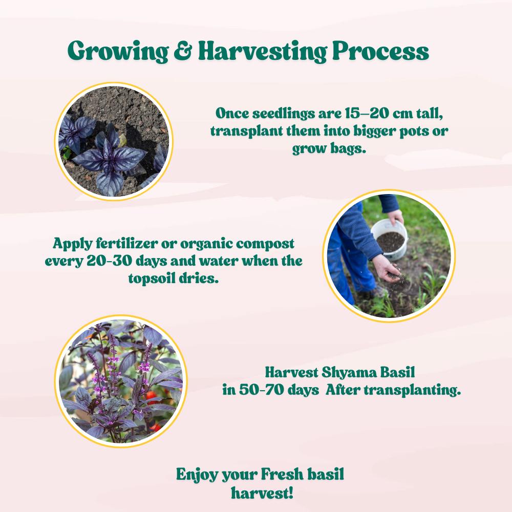 Krishna/Shyam Basil Seeds - 200 Seeds (Tulsi/तुलसी के बीज) High Germination/Perfect for pots, balconies, or Terrace gardens