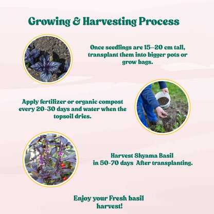 Krishna/Shyam Basil Seeds - 200 Seeds (Tulsi/तुलसी के बीज) High Germination/Perfect for pots, balconies, or Terrace gardens