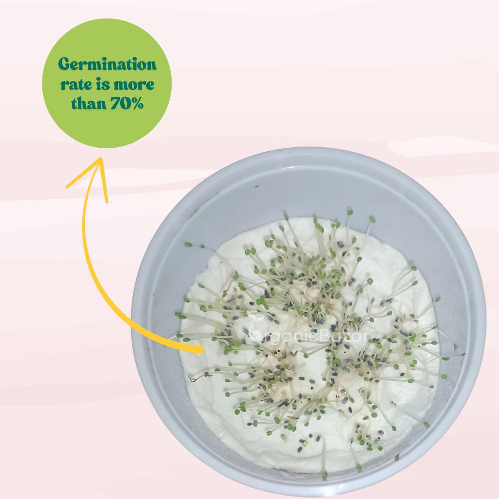 Krishna/Shyam Basil Seeds - 200 Seeds (Tulsi/तुलसी के बीज) High Germination/Perfect for pots, balconies, or Terrace gardens