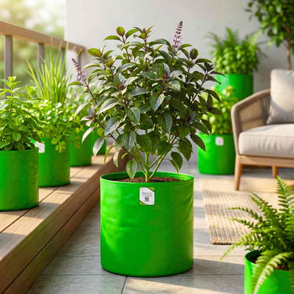 Krishna/Shyam Basil Seeds - 200 Seeds (Tulsi/तुलसी के बीज) High Germination/Perfect for pots, balconies, or Terrace gardens