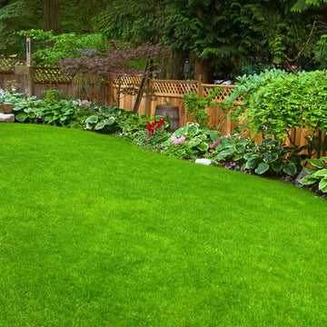 Mexican Lawn Grass Seeds For Lawn Garden