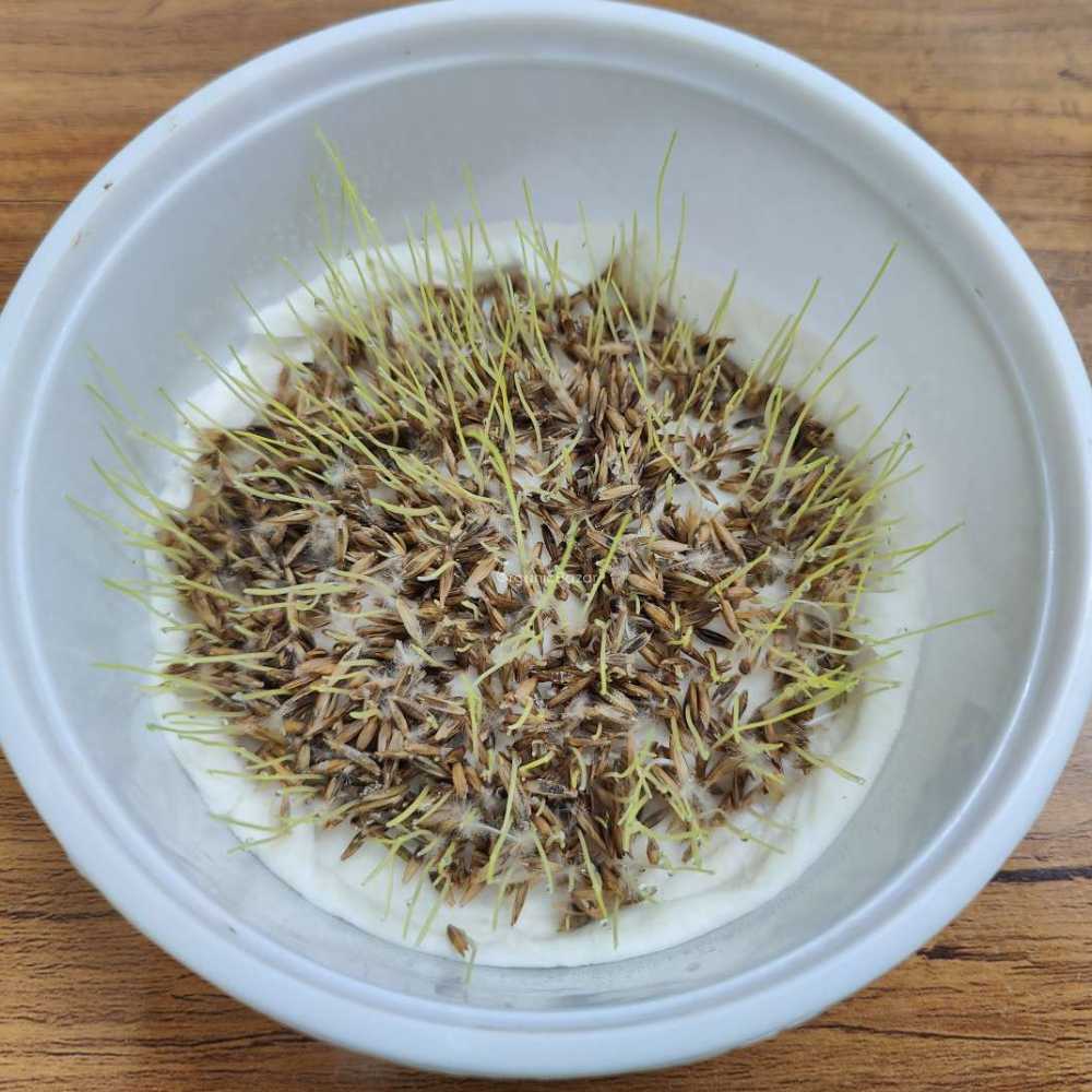 Mexican Lawn Grass Seeds For Lawn Garden (100g)