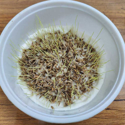 Mexican Lawn Grass Seeds For Lawn Garden (100g)