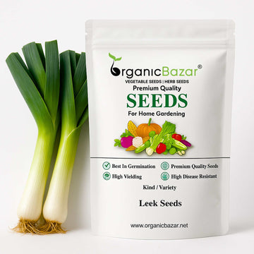 Leek Seeds - 500 Seeds (Hari Pyaj/लीक के बीज)