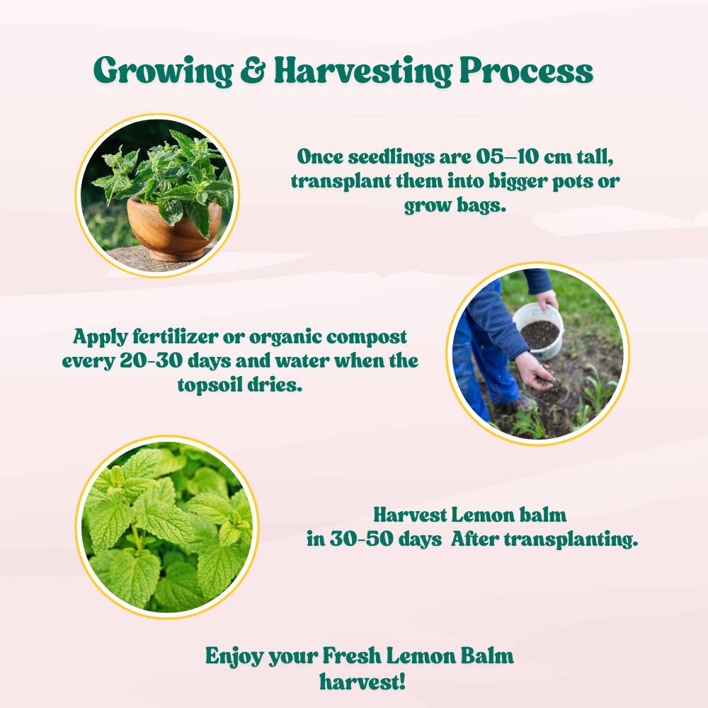 Lemon Balm Seeds - 200 Seeds (लेमन बाम के बीज) High Germination/ Easy to Grow/ Ideal For Terrace Gradening