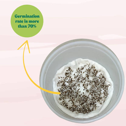 Lettuce Biscia Salad Bowl Red Seeds (Salad patta/सलाद पत्ता के बीज) Easy To Grow, High Germination, Leafy Vegetable Seeds for Balcony, Terrace Garden