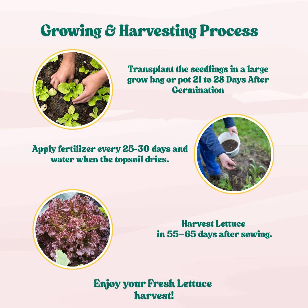 Lettuce Biscia Salad Bowl Red Seeds (Salad patta/सलाद पत्ता के बीज) Easy To Grow, High Germination, Leafy Vegetable Seeds for Balcony, Terrace Garden