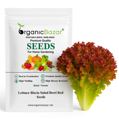 Lettuce Biscia Salad Bowl Red Seeds (Salad patta/सलाद पत्ता के बीज) Easy To Grow, High Germination, Leafy Vegetable Seeds for Balcony, Terrace Garden