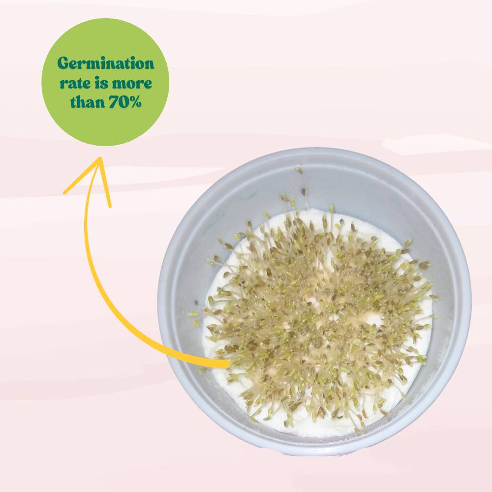 Lettuce Iceberg Seeds - 300 Seeds (Salad patta/सलाद पत्ता के बीज) Easy To Grow, High Germination, Leafy Vegetable Seeds for Balcony, Terrace Garden