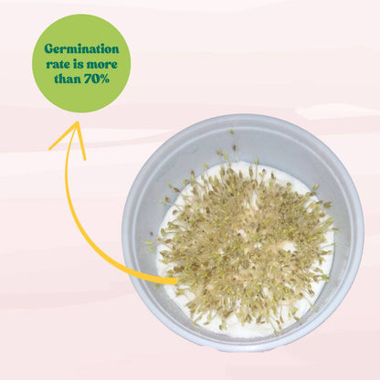 Lettuce Iceberg Seeds - 300 Seeds (Salad patta/सलाद पत्ता के बीज) Easy To Grow, High Germination, Leafy Vegetable Seeds for Balcony, Terrace Garden