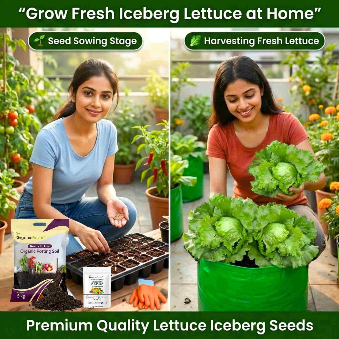 Lettuce Iceberg Seeds - 300 Seeds (Salad patta/सलाद पत्ता के बीज) Easy To Grow, High Germination, Leafy Vegetable Seeds for Balcony, Terrace Garden