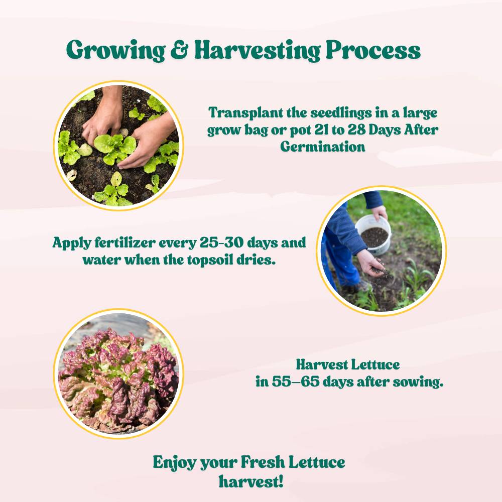 Lettuce Lollo Rosso Seeds (300 Seeds) Easy To Grow, High Germination, Leafy Vegetable Seeds for Balcony, Terrace Garden