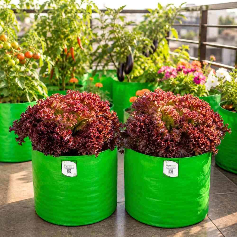 Lettuce Lollo Rosso Seeds (300 Seeds) Easy To Grow, High Germination, Leafy Vegetable Seeds for Balcony, Terrace Garden