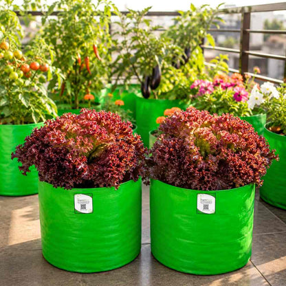 Lettuce Lollo Rosso Seeds (300 Seeds) Easy To Grow, High Germination, Leafy Vegetable Seeds for Balcony, Terrace Garden