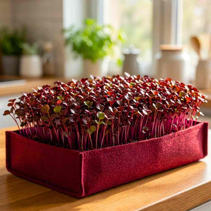 Red Lettuce Microgreen Seeds (05g)