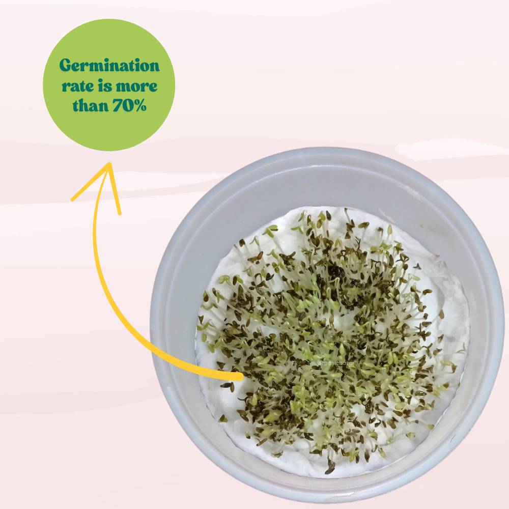 Lettuce Red Rose Seeds (150 Seeds) Easy To Grow, High Germination, Leafy Vegetable Seeds for Balcony, Terrace Garden