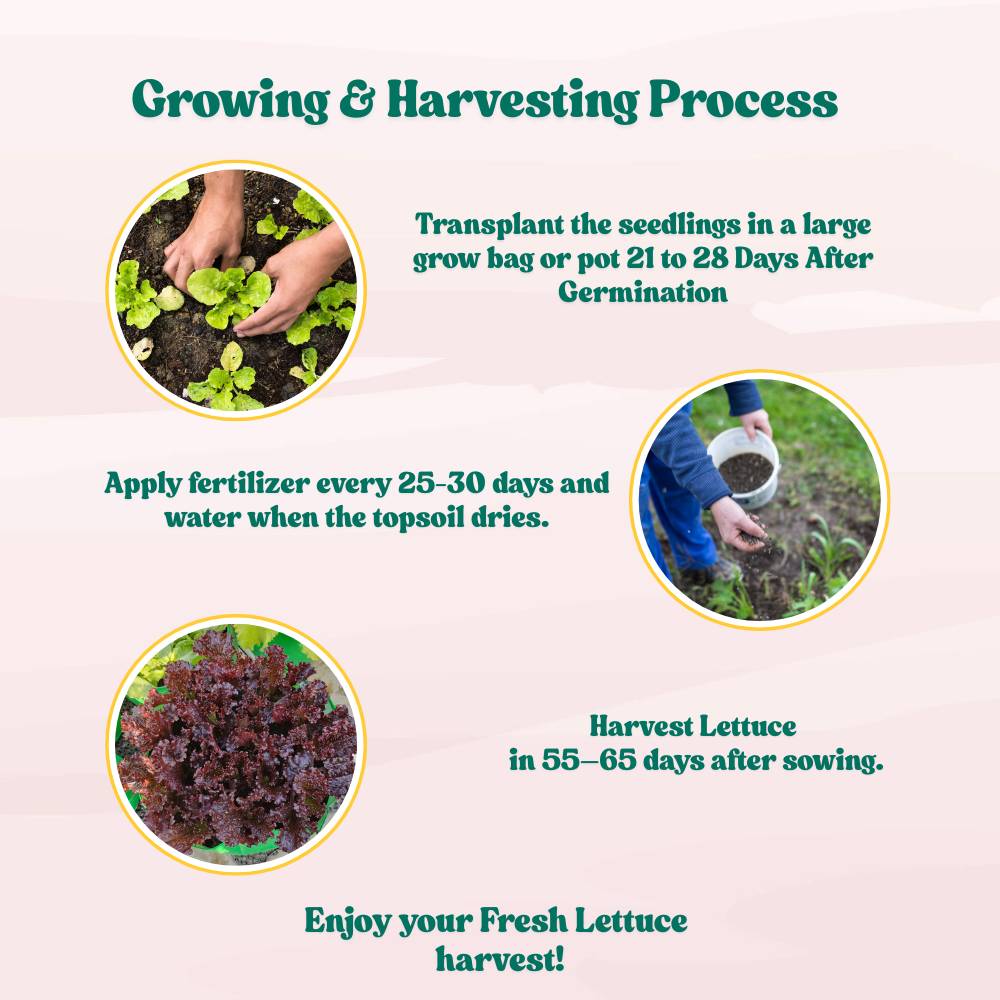 Lettuce Red Rose Seeds (150 Seeds) Easy To Grow, High Germination, Leafy Vegetable Seeds for Balcony, Terrace Garden