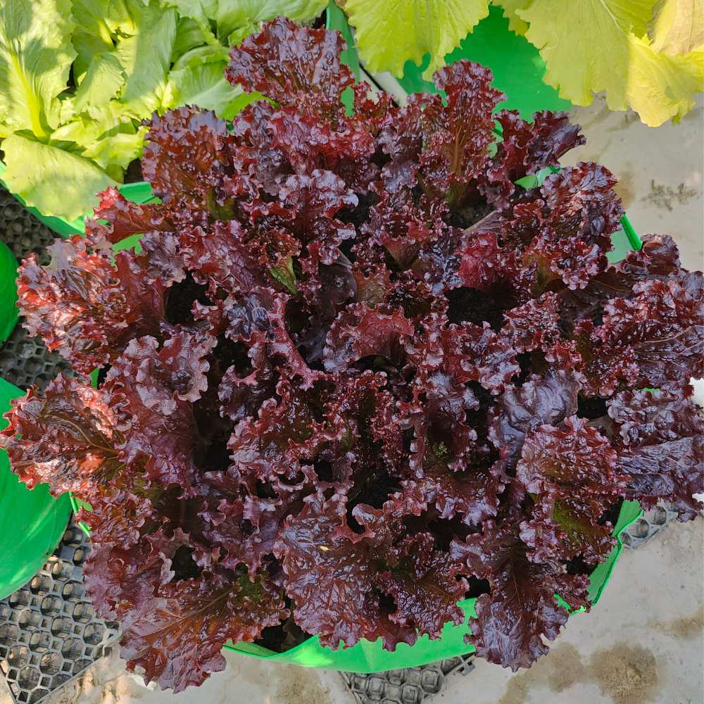 Lettuce Red Rose Seeds (150 Seeds) Easy To Grow, High Germination, Leafy Vegetable Seeds for Balcony, Terrace Garden