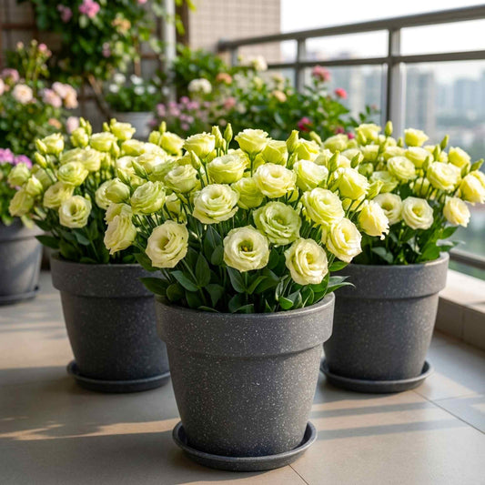 Lisianthus Green Cut Flower Seeds (30 Seeds) Cut Flower Seeds Pots, Bouquets & Balcony Gardening