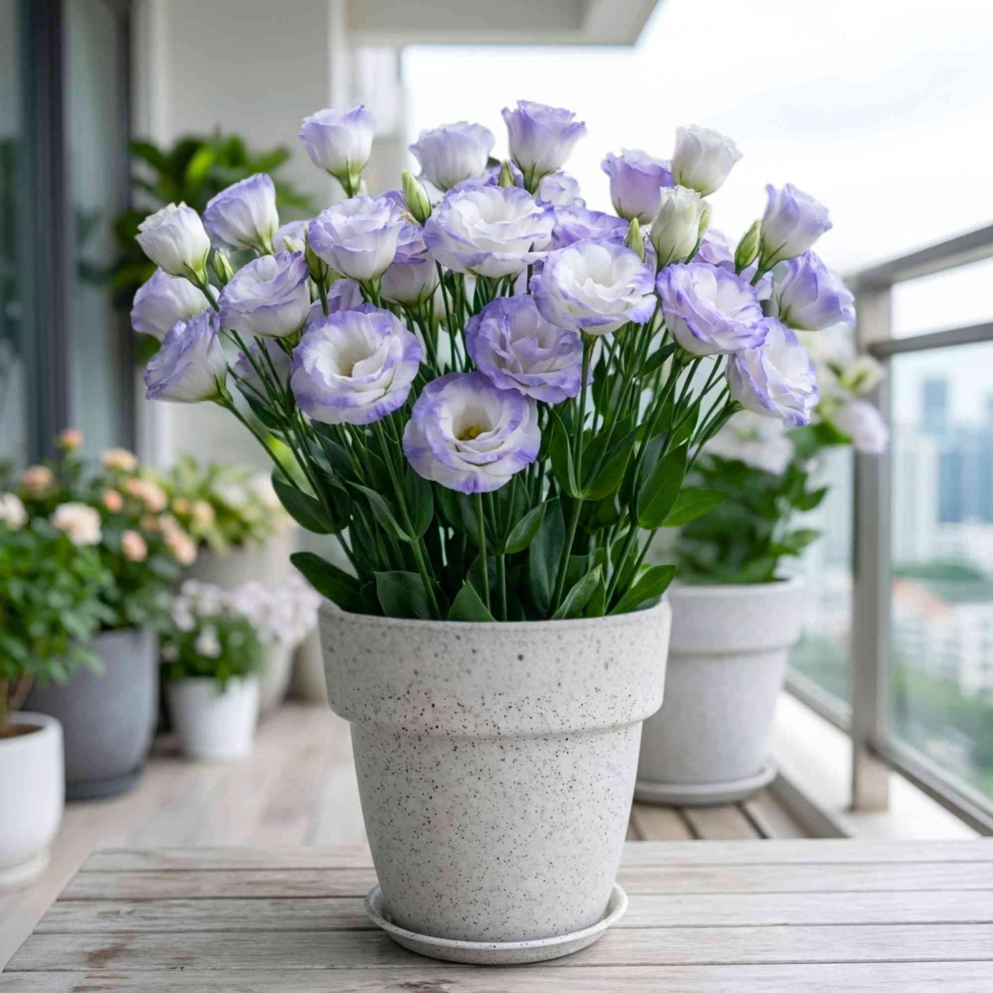 Lisianthus Misty Blue Cut Flower Seeds (30 Seeds) Cut Flower Seeds For Pots, Bouquets & Balcony Gardening