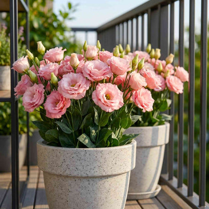 Lisianthus Misty Pink Cut Flower Seeds (30 Seeds) Cut Flower Seeds For Pots, Bouquets & Balcony Gardening