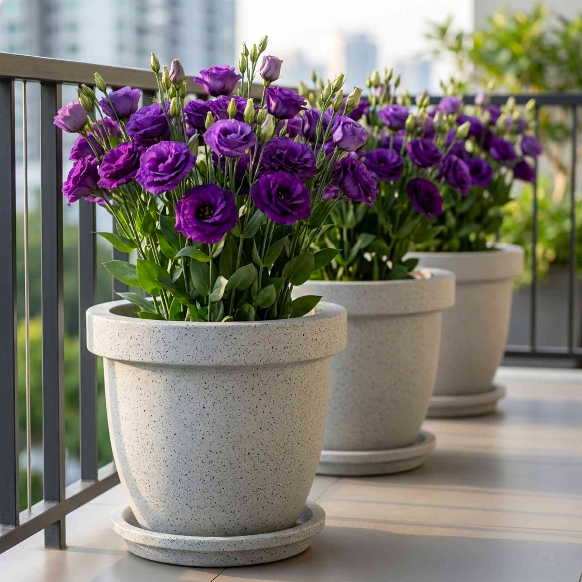 Lisianthus Purple Cut Flower Seeds (30 Seeds) Cut Flower Seeds For Pots, Bouquets & Balcony Gardening