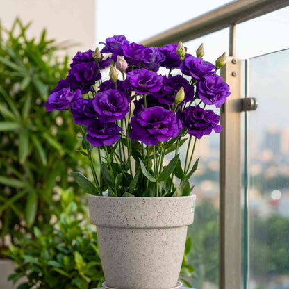 Lisianthus Purple Cut Flower Seeds (30 Seeds) Cut Flower Seeds For Pots, Bouquets & Balcony Gardening