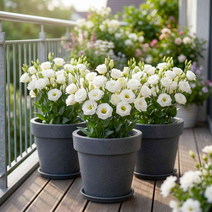 Lisianthus White Cut Flower Seeds (30 Seeds) Cut Flower Seeds For Pots, Bouquets & Balcony Gardening