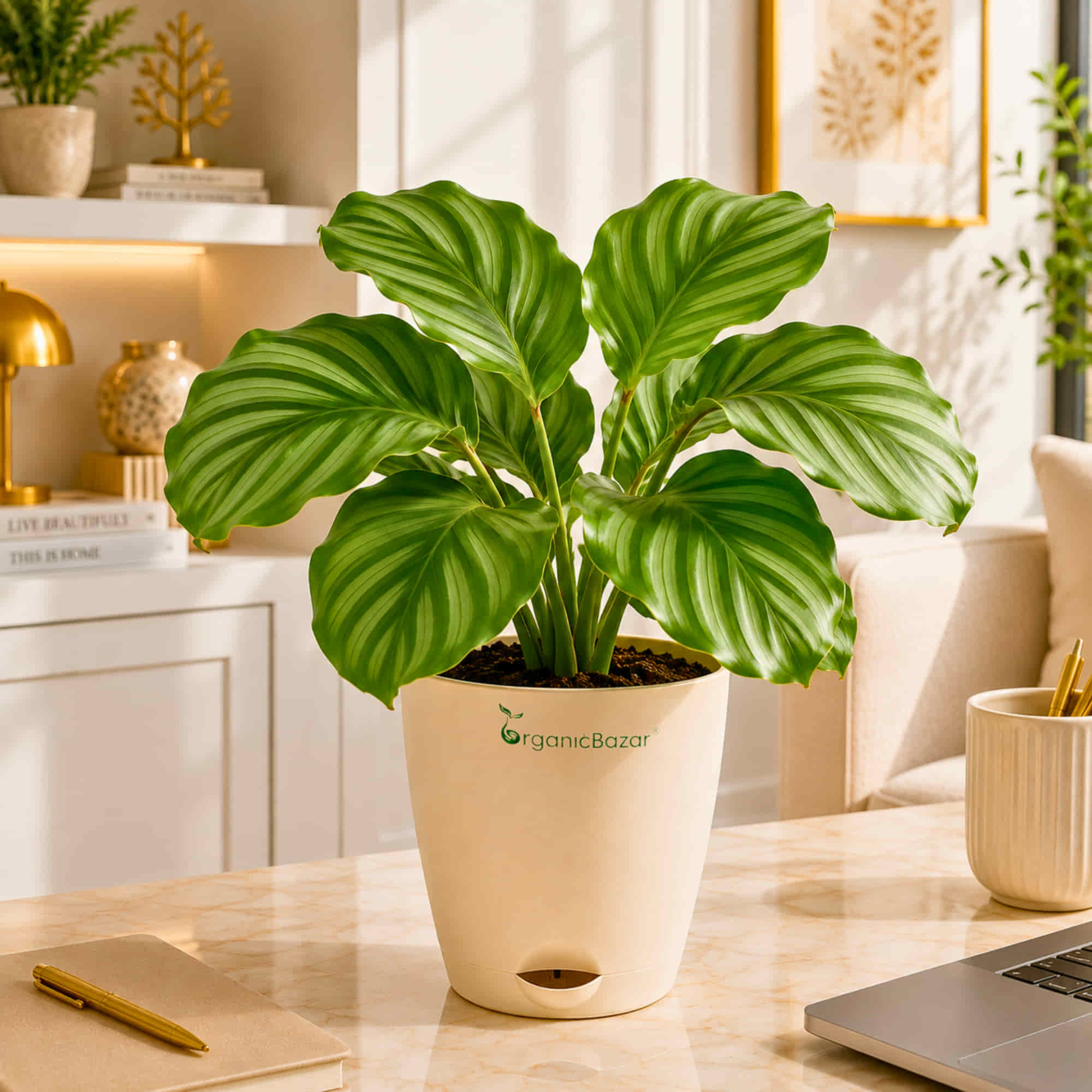 Calathea Orbifolia Live Plant