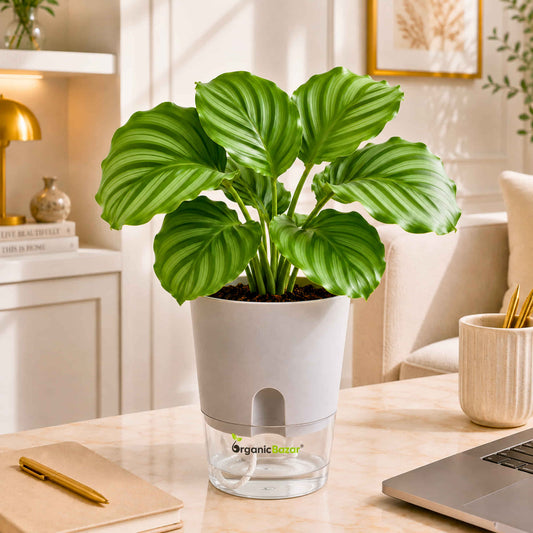 Calathea Orbifolia Live Plant