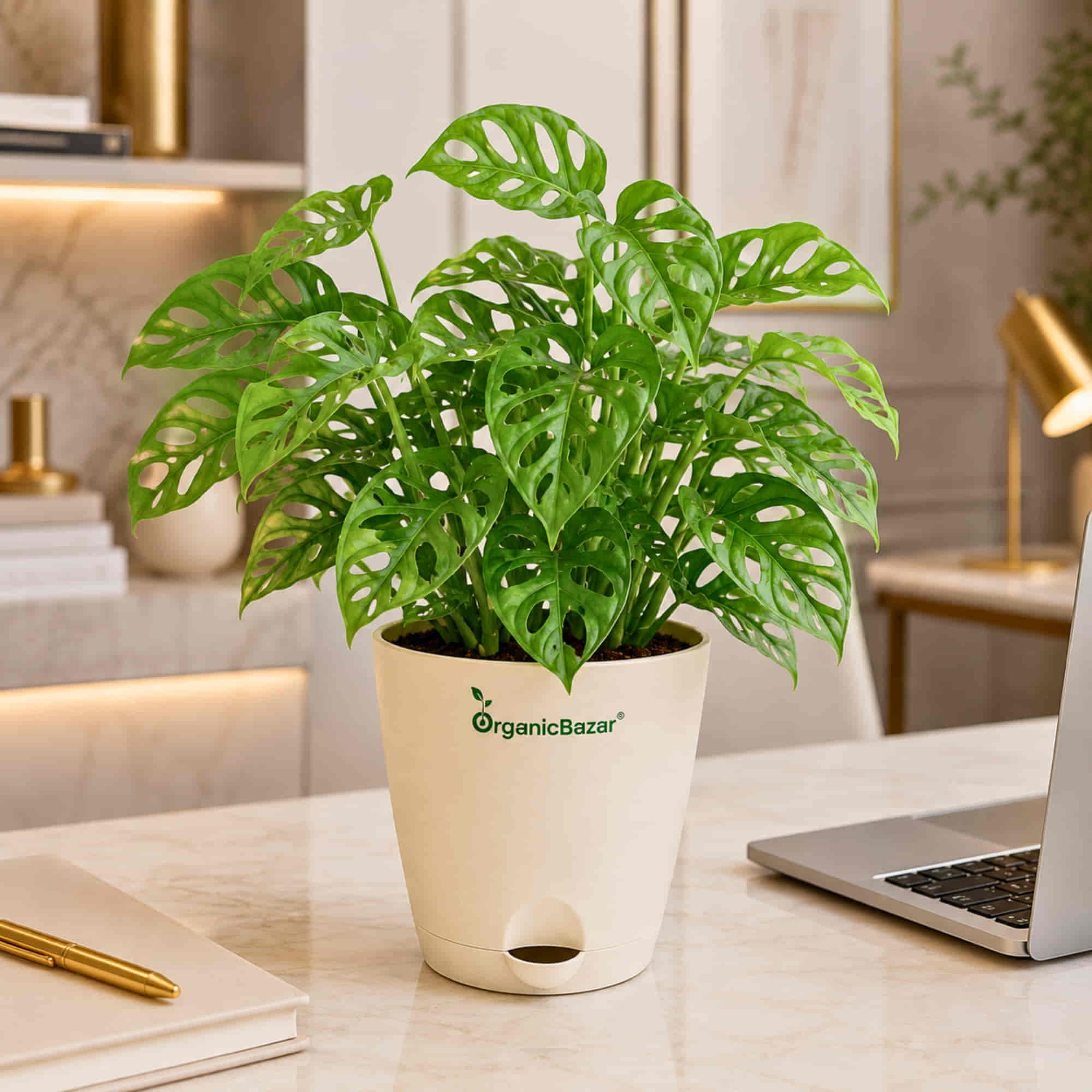 Monstera Adansonii Broken Heart Live Plant