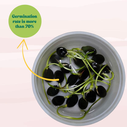 Lotus Flower Mixed Color Seeds - 20 Seeds (Kamal ke Beej/कमल के फूल के बीज)