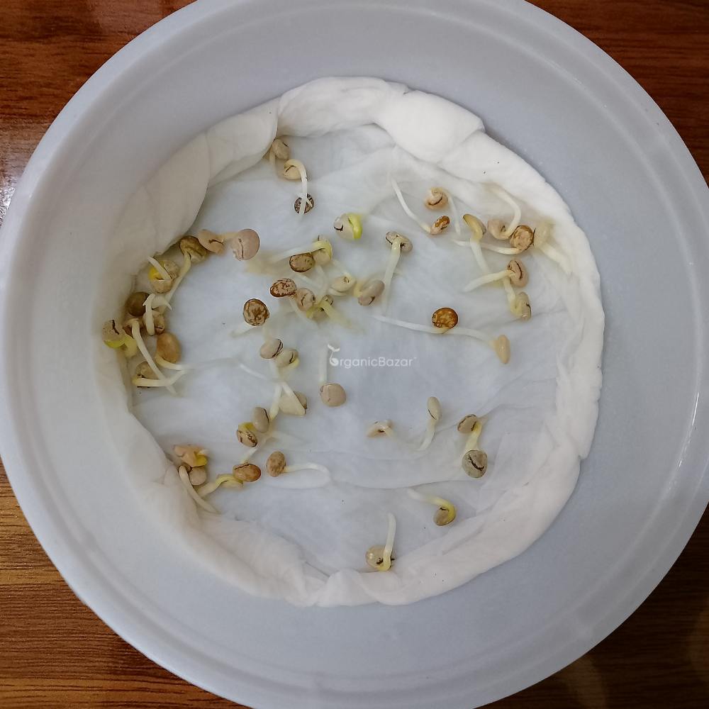 Lupin (Bluebonnet) Hartwegii Giant Flowered Tall Mix Seeds (50 Seeds)