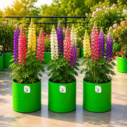 Lupin (Bluebonnet) Hartwegii Giant Flowered Tall Mix Seeds (50 Seeds)