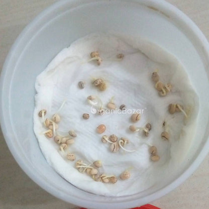 Lupin (Bluebonnet) Hartwegii Pixie Mix Seeds - (50 Seeds) High Germination/ Easy To grow/ Perfect for pots, balconies, or Terrace gardens