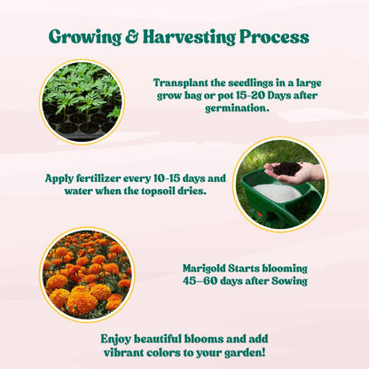 Marigold Double Dwarf Orange Seeds - 100 Seeds (Genda/ गेंदा के बीज) High Germination/ Easy To grow/ Perfect for pots, balconies, or Terrace gardens