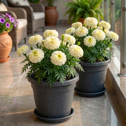Marigold Dwarf White F1 Hybrid Flower Seeds (10 Seeds) High Germination/ Easy To grow/ Perfect for pots, balconies, or Terrace gardens