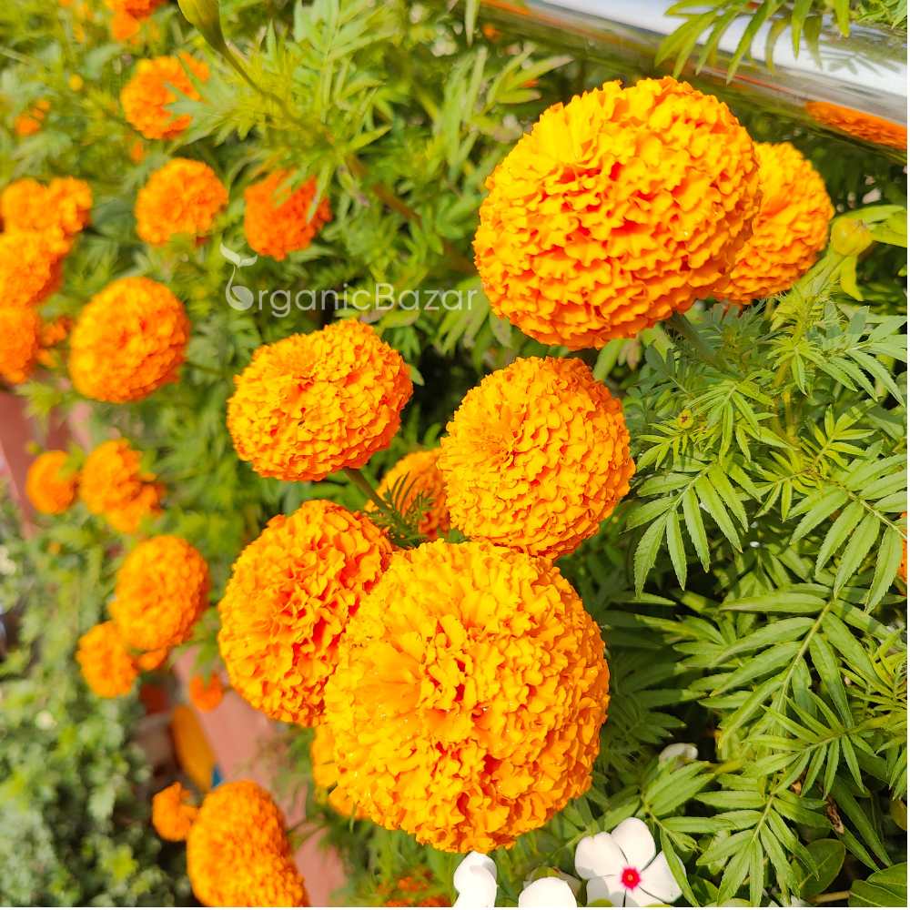 Marigold (Genda) Kolkata Round Ball Seeds - 50 Seeds (गेंदा के बीज) High Germination/ Easy To grow/ Perfect for pots, balconies, or Terrace gardens