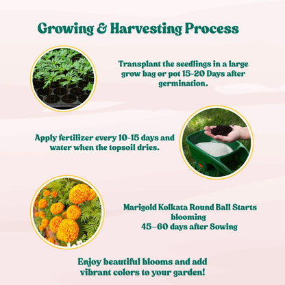 Marigold (Genda) Kolkata Round Ball Seeds - 50 Seeds (गेंदा के बीज) High Germination/ Easy To grow/ Perfect for pots, balconies, or Terrace gardens