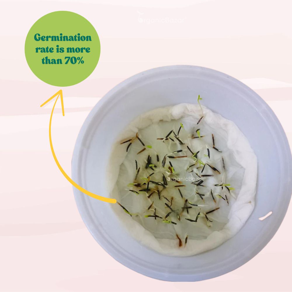 Marigold (Genda) Kolkata Round Ball Seeds - 50 Seeds (गेंदा के बीज) High Germination/ Easy To grow/ Perfect for pots, balconies, or Terrace gardens