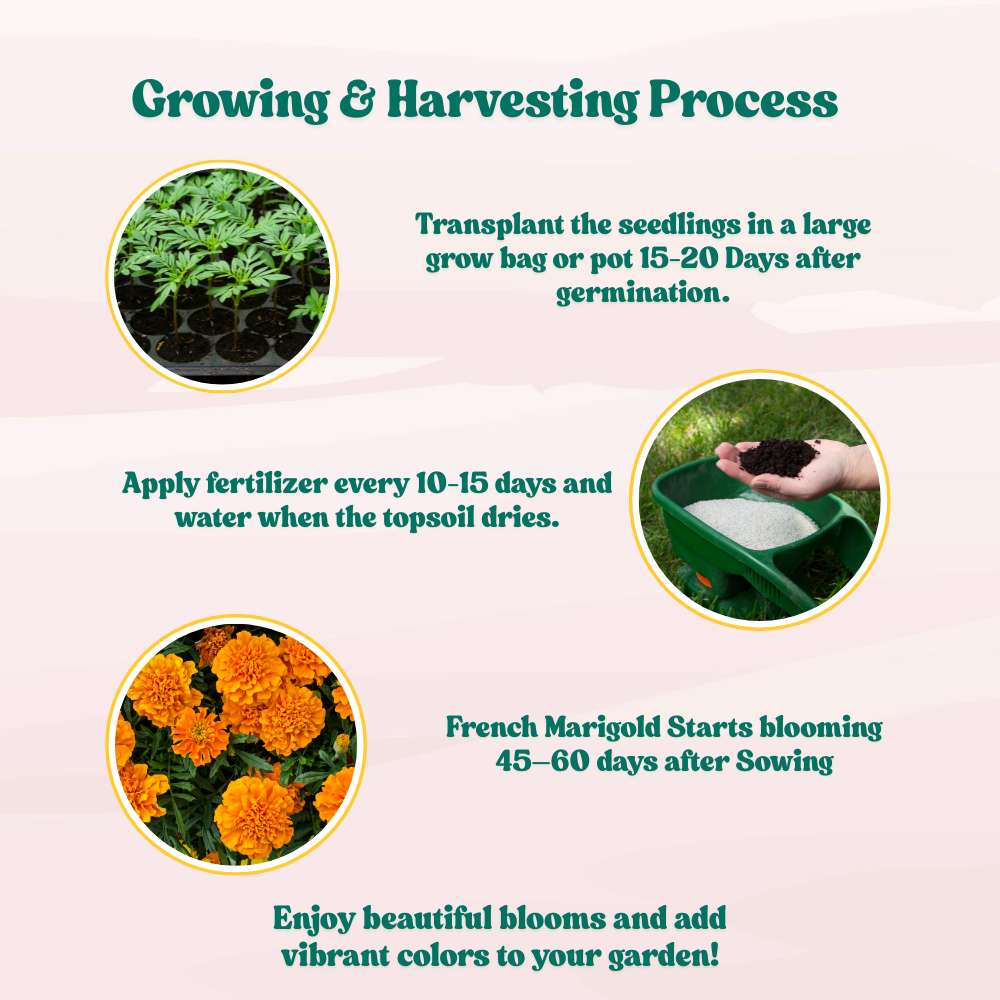 French Marigold Double Orange Seeds - 100 Seeds (Genda/गेंदा के फूल के बीज) High Germination/ Easy To grow/ Perfect for pots, balconies, or Terrace gardens