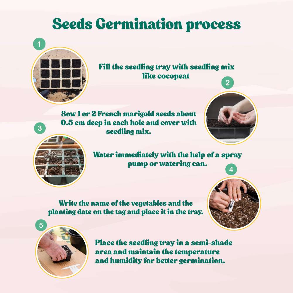 French Marigold Double Orange Seeds - 100 Seeds (Genda/गेंदा के फूल के बीज) High Germination/ Easy To grow/ Perfect for pots, balconies, or Terrace gardens